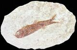 Knightia Fossil Fish - Wyoming #60814-1